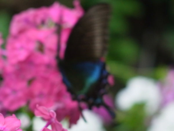 f:id:elmikamino:20100807143805j:image