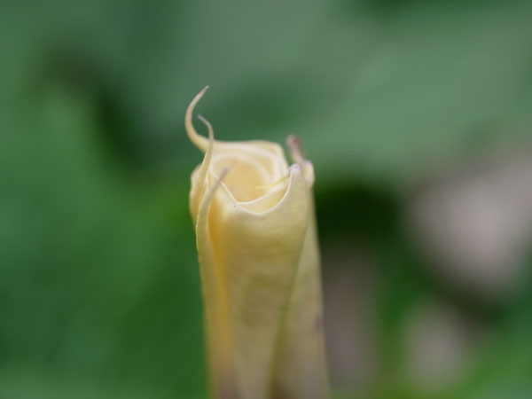 f:id:elmikamino:20100807143806j:image