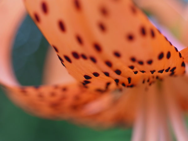 f:id:elmikamino:20100807145031j:image