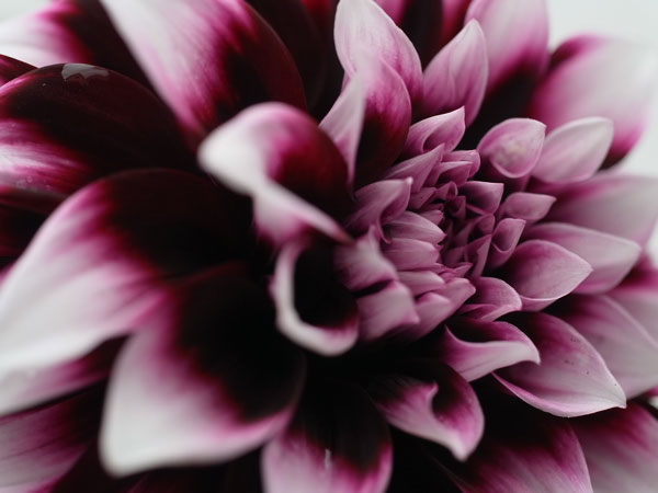 f:id:elmikamino:20100808111936j:image