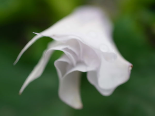 f:id:elmikamino:20100808111948j:image