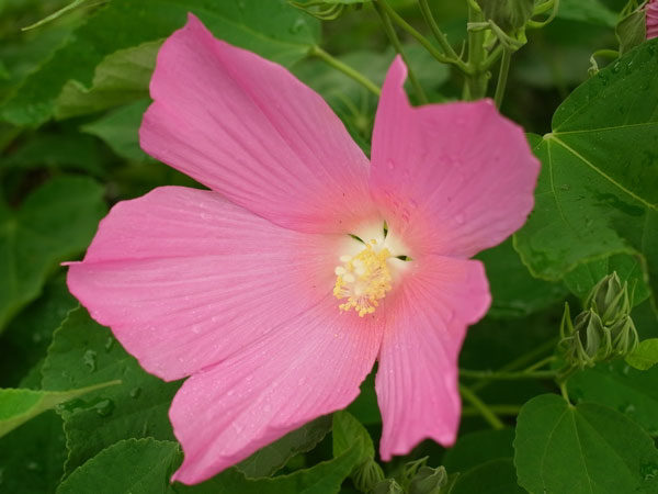 f:id:elmikamino:20100808111949j:image