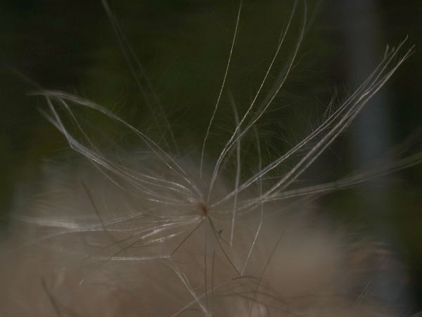 f:id:elmikamino:20100809120015j:image f:id:elmikamino:20100809120015j:image