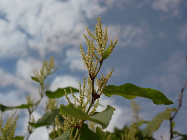 f:id:elmikamino:20100809120017j:image f:id:elmikamino:20100809120017j:image