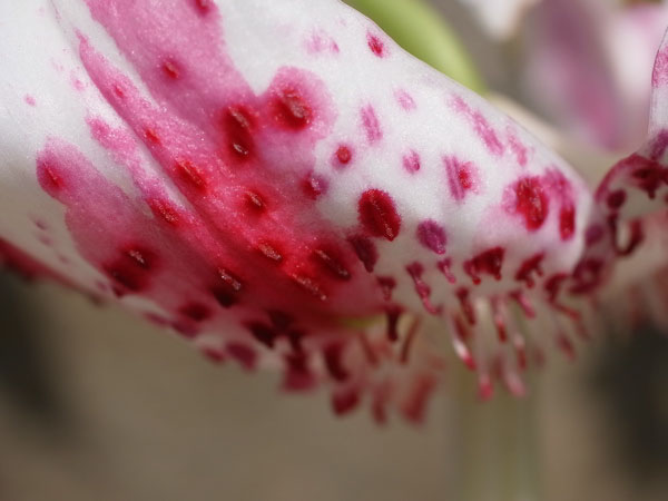 f:id:elmikamino:20100809120018j:image f:id:elmikamino:20100809120018j:image