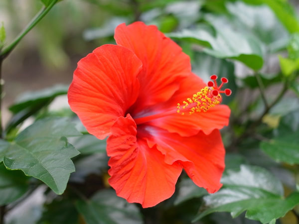 f:id:elmikamino:20100809120019j:image f:id:elmikamino:20100809120019j:image