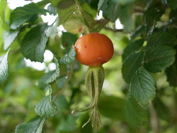 f:id:elmikamino:20100809120020j:image f:id:elmikamino:20100809120020j:image