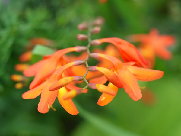 f:id:elmikamino:20100809120021j:image f:id:elmikamino:20100809120021j:image