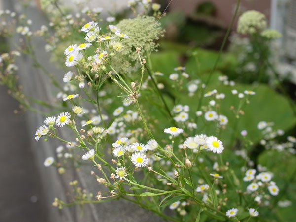 f:id:elmikamino:20100809120022j:image f:id:elmikamino:20100809120022j:image