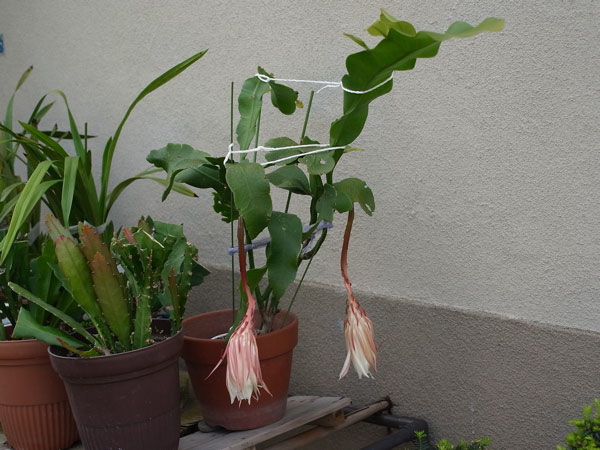 f:id:elmikamino:20100809120025j:image f:id:elmikamino:20100809120025j:image