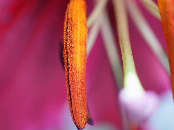 f:id:elmikamino:20100809120026j:image f:id:elmikamino:20100809120026j:image