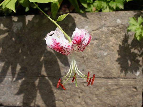 f:id:elmikamino:20100809120027j:image f:id:elmikamino:20100809120027j:image