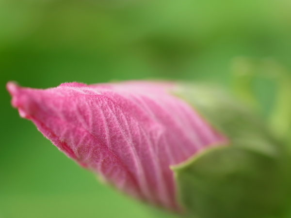 f:id:elmikamino:20100809120030j:image f:id:elmikamino:20100809120030j:image