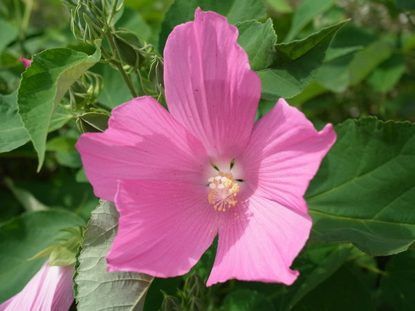 f:id:elmikamino:20100809120032j:image f:id:elmikamino:20100809120032j:image