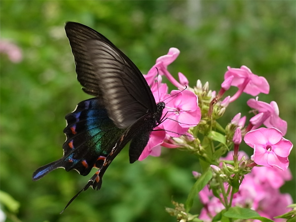 f:id:elmikamino:20100809120034j:image f:id:elmikamino:20100809120034j:image