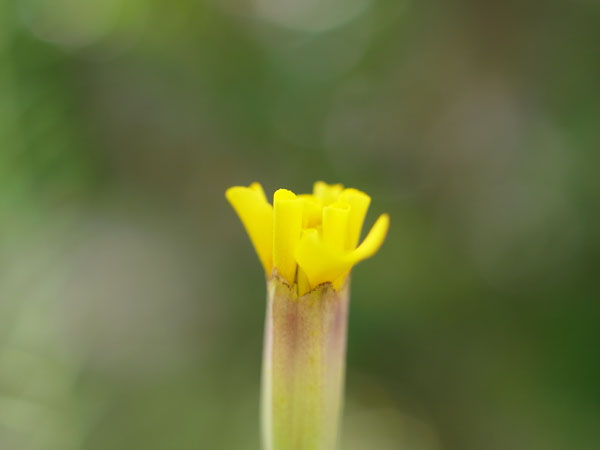 f:id:elmikamino:20100810105031j:image