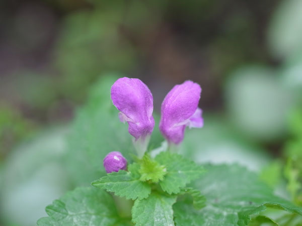 f:id:elmikamino:20100810105032j:image