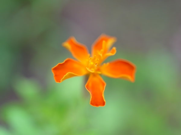 f:id:elmikamino:20100810105033j:image