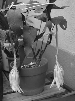 f:id:elmikamino:20100810105036j:image