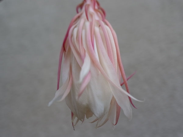 f:id:elmikamino:20100810105037j:image