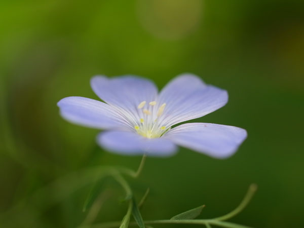 f:id:elmikamino:20100810105039j:image