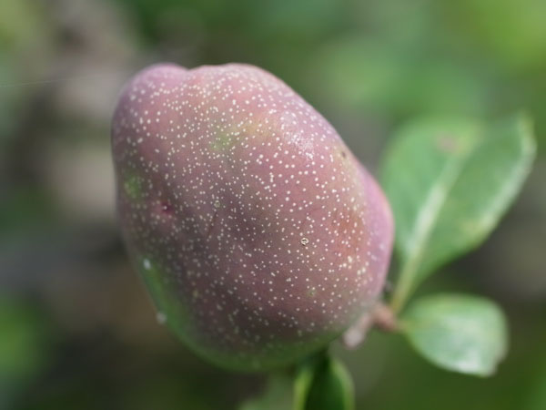 f:id:elmikamino:20100810105040j:image