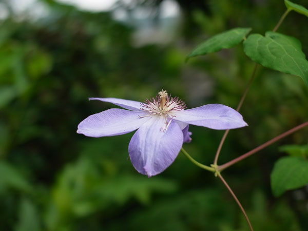 f:id:elmikamino:20100810105041j:image