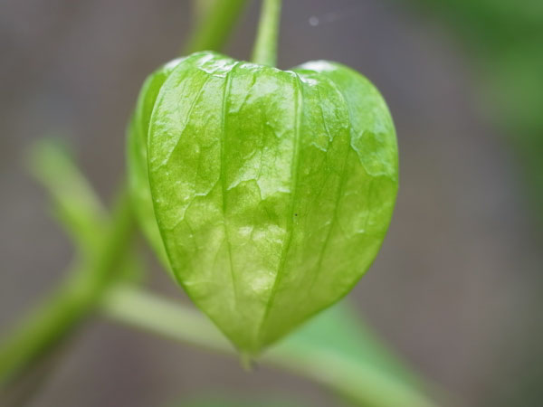 f:id:elmikamino:20100810105043j:image