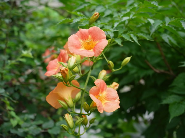 f:id:elmikamino:20100810105046j:image