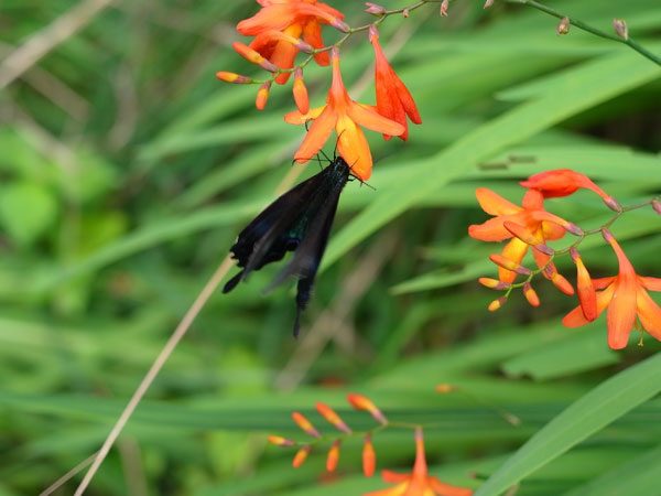 f:id:elmikamino:20100814131803j:image f:id:elmikamino:20100814131803j:image