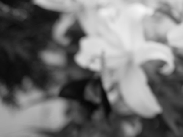 f:id:elmikamino:20100814195938j:image