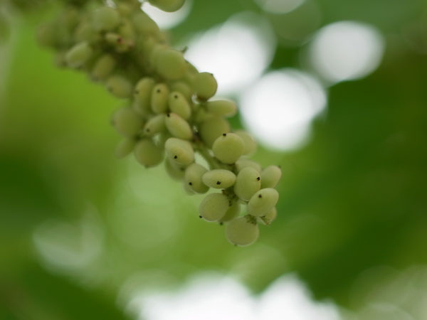 f:id:elmikamino:20100815121202j:image