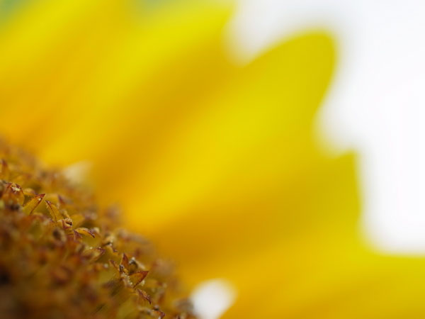 f:id:elmikamino:20100815121203j:image