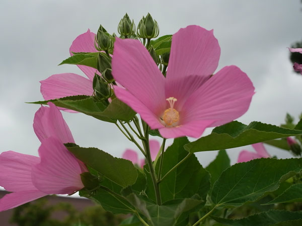 f:id:elmikamino:20100815121204j:image