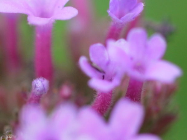 f:id:elmikamino:20100815121205j:image