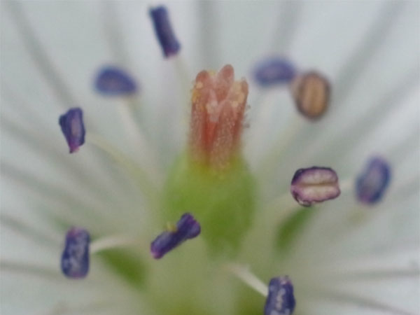f:id:elmikamino:20100815121206j:image