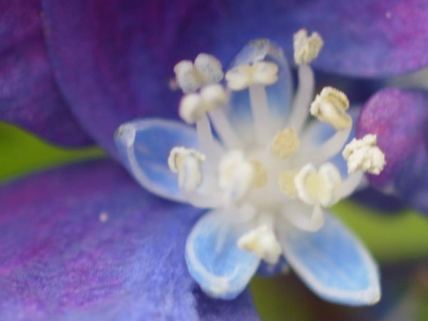 f:id:elmikamino:20100815121207j:image