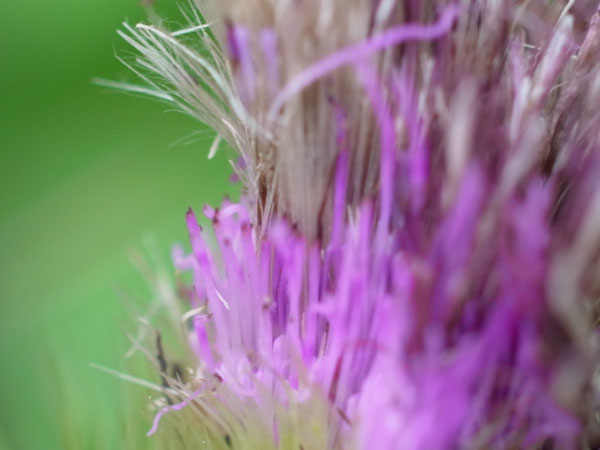 f:id:elmikamino:20100815121209j:image