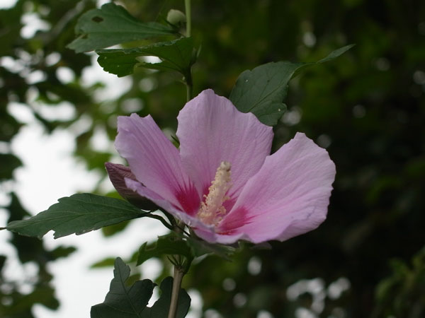 f:id:elmikamino:20100815121210j:image