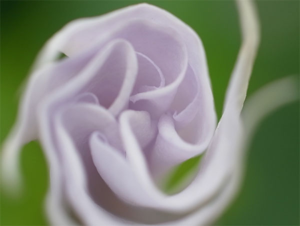 f:id:elmikamino:20100815121212j:image