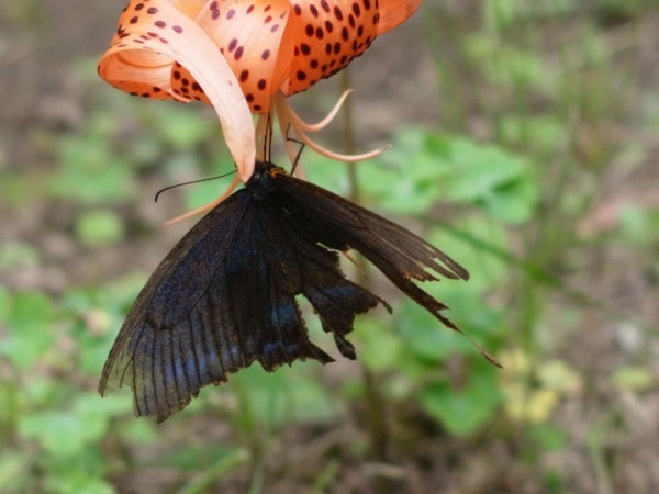 f:id:elmikamino:20100815121214j:image