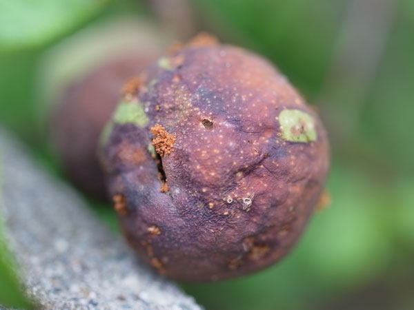 f:id:elmikamino:20100815121215j:image