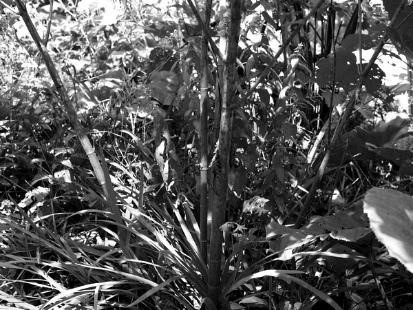 f:id:elmikamino:20100815181623j:image