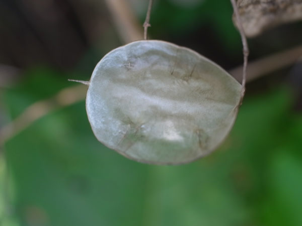 f:id:elmikamino:20100820115900j:image