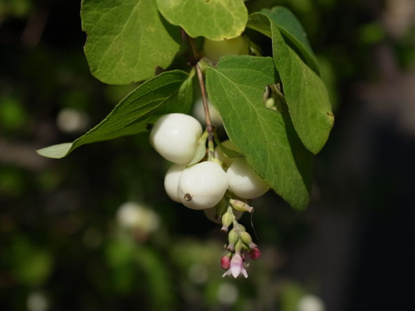 f:id:elmikamino:20100820115903j:image