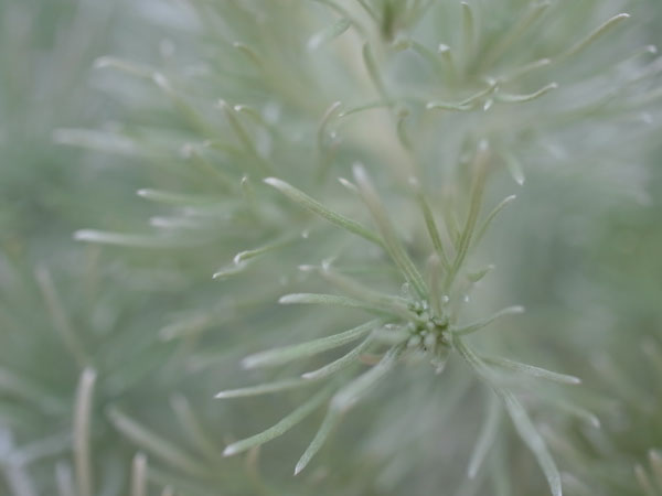 f:id:elmikamino:20100820115904j:image