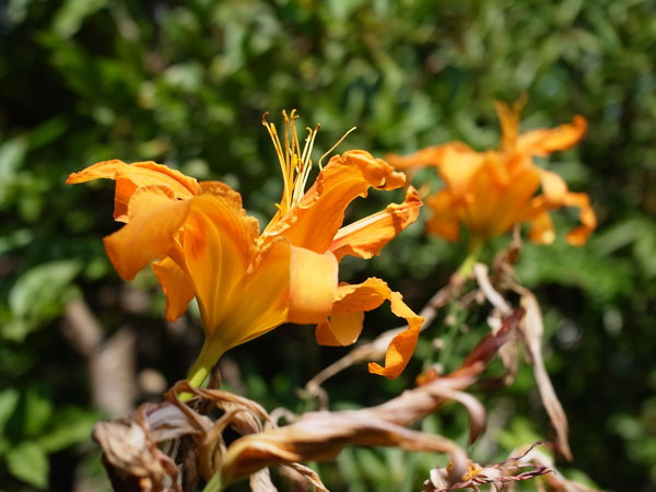 f:id:elmikamino:20100820115906j:image