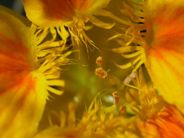f:id:elmikamino:20100820115907j:image