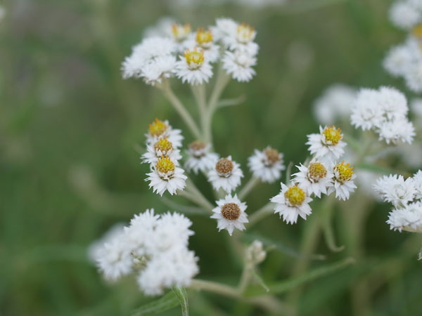 f:id:elmikamino:20100820115909j:image