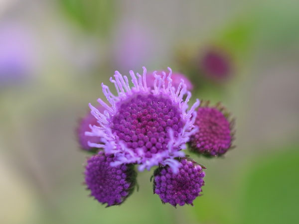f:id:elmikamino:20100820115910j:image